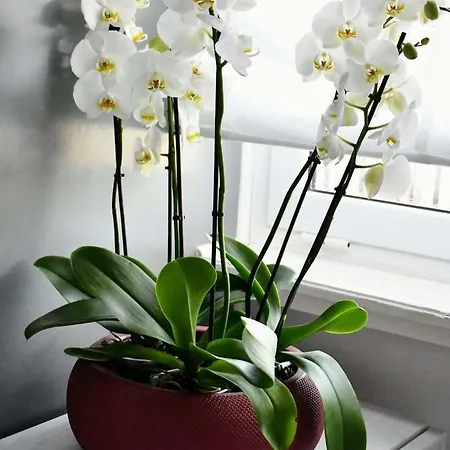 Suitefrattini Vendégház Róma