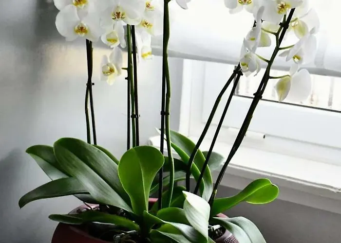 Suitefrattini 게스트하우스 로마